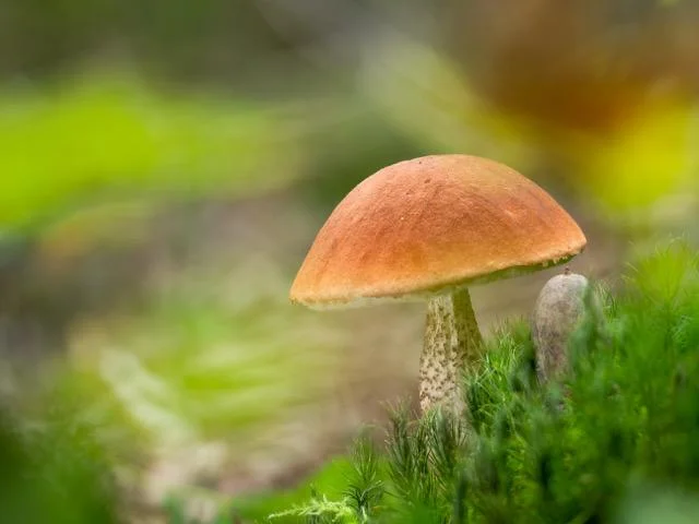 Op zoek naar paddenstoelen in het Heidebos