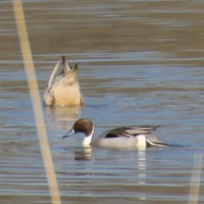 Herfstwandeling langs de Bovenzanden: Vijf vogels