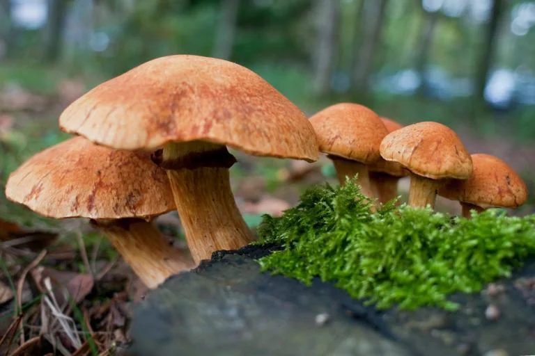 Herfstwandelingen met staptocht, kinderwandeling en paddenstoelenexcursie.