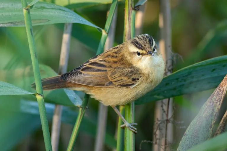 Ontdek de kracht van riet in onze natuurgebieden - De Kuifeend & Rode Weel
