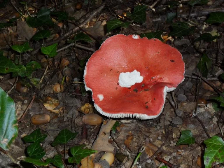 Zwammenwandeling 4 oktober 2026, 14 uur