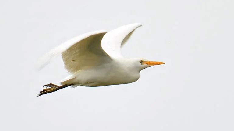Op uitstap met Suskewiet Vogelwerkgroep- Scousele