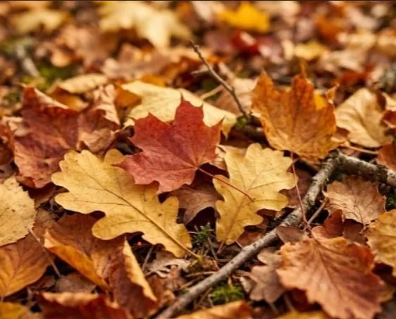 Beleef Natuur: Herfstwandeling