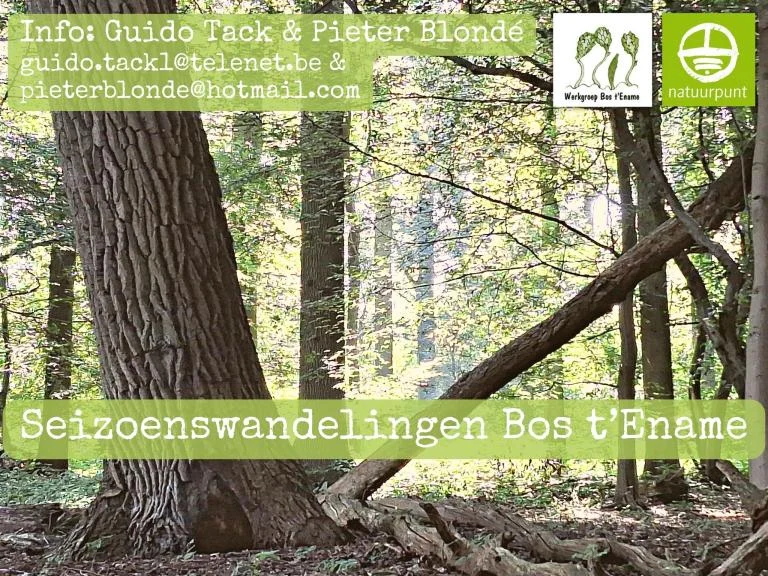 Herfstwandeling Bos t'Ename