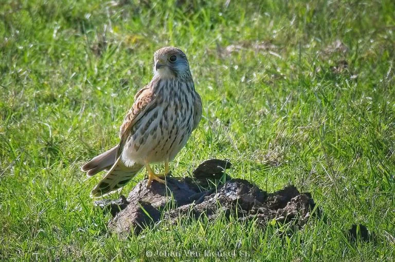 Roofvogels spotten in de Uitkerkse Polder