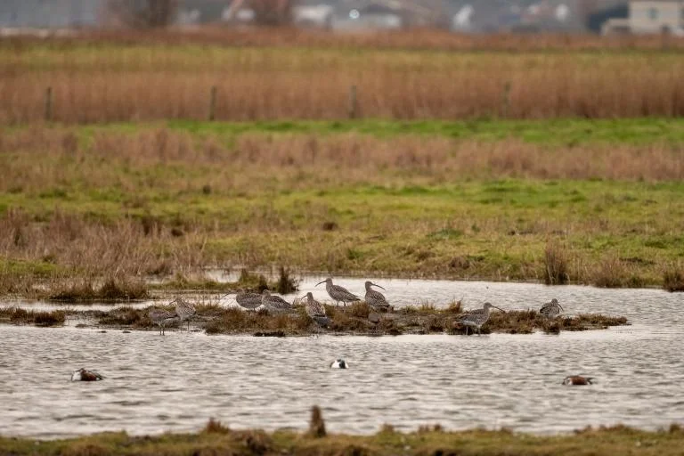 Vogelexcursie: Kwetshage & Uitkerke
