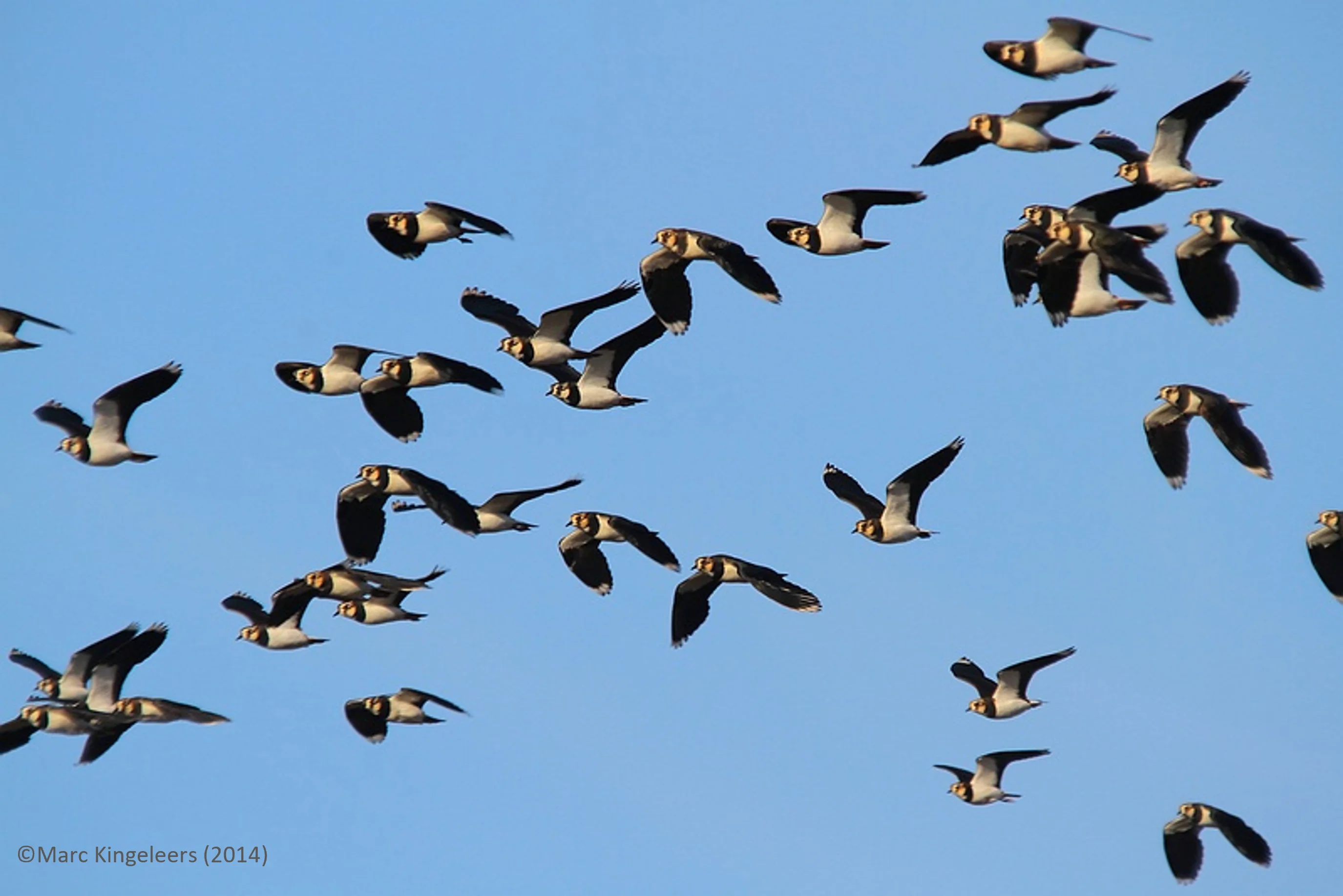 Observation de la migration - Gerpinnes