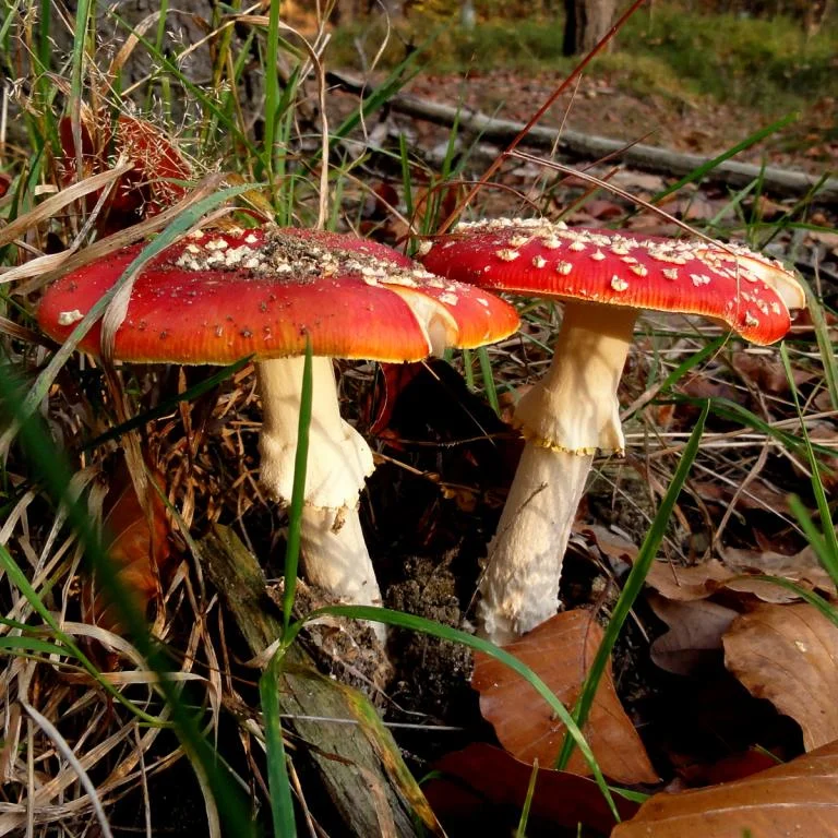 Paddenstoelen zoeken op Eindhoutberg
