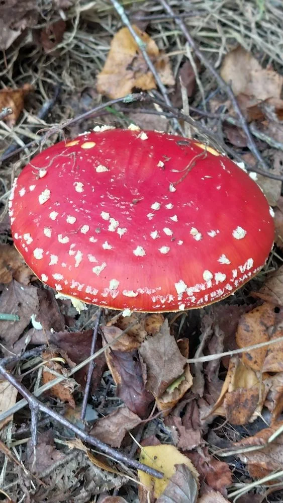 Paddenstoelenwandeling Huwynsbossen Lichtervelde