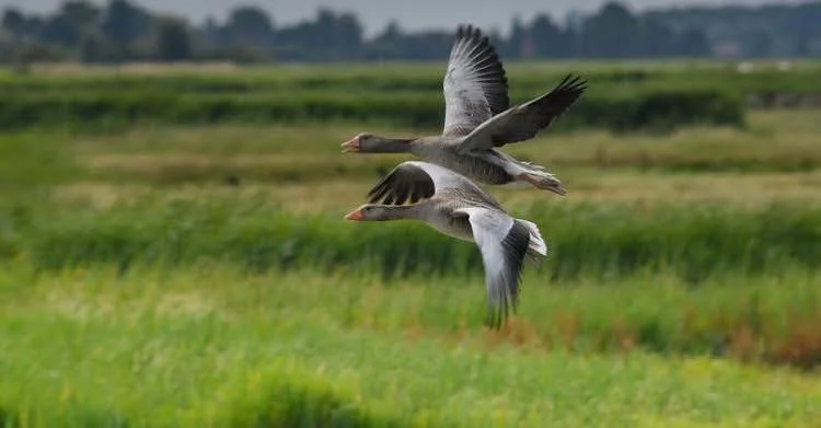Vriezeganzen spotten in de Uitkerkse Polder