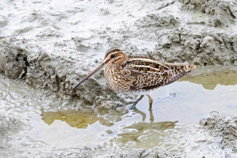 Vogelwandeling aan het Schulensmeer
