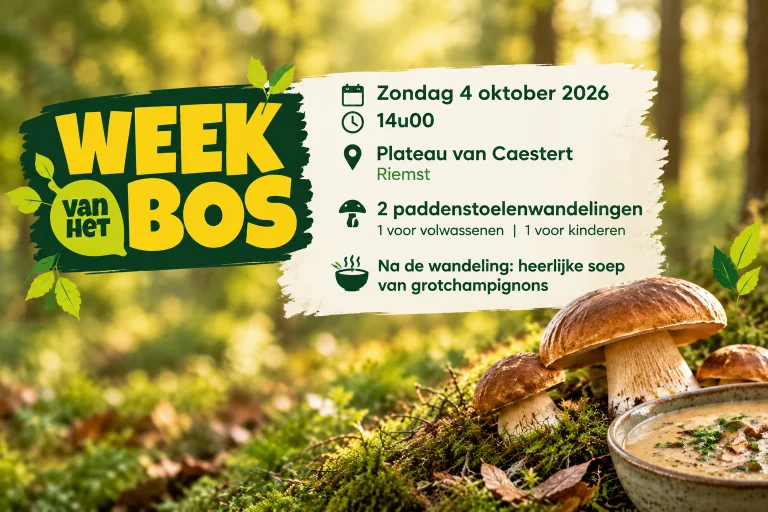 🍄 Op zoek naar paddenstoelen tijdens de Week van het Bos!
