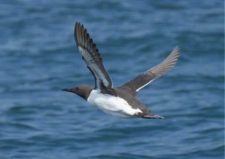 Daguitstap overwinterende watervogels aan de Belgische kust - Scousele