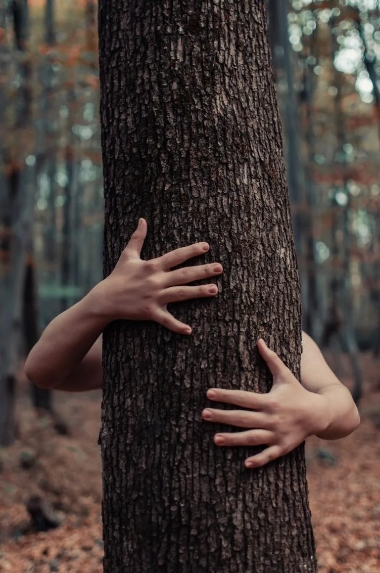 Wat bomen voor ons doen