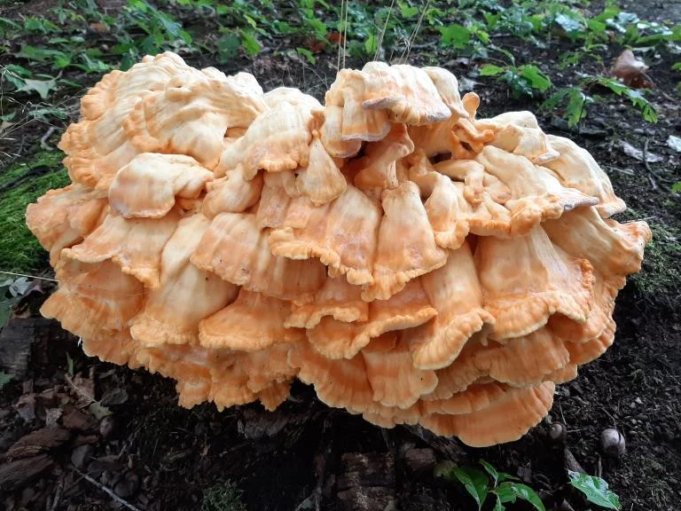 Door de knieën voor de schoonheid van paddenstoelen in het Maskobos.