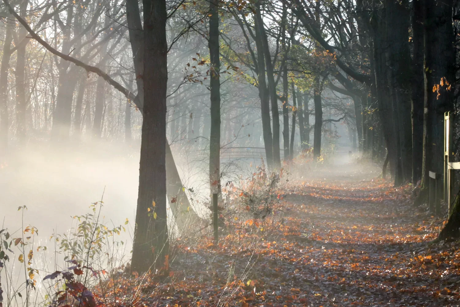 Bamiswandeling