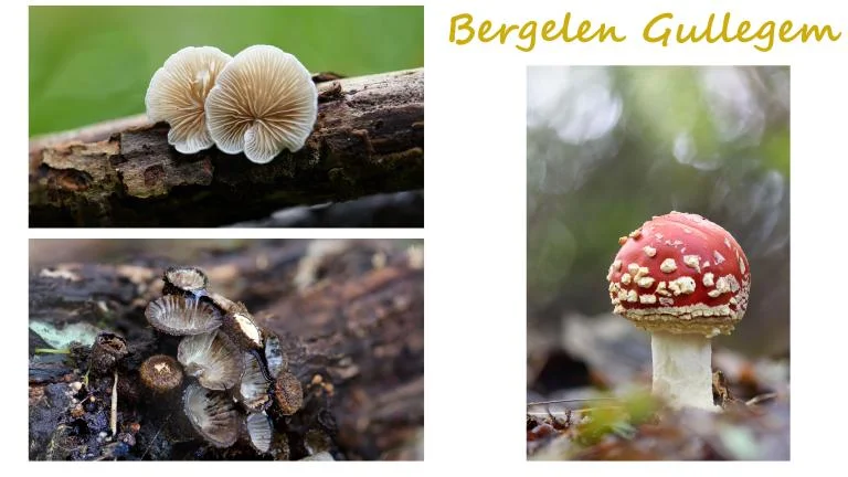 Paddenstoelen spotten