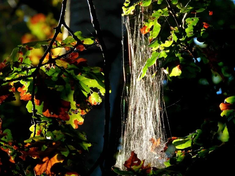 Halloweentocht