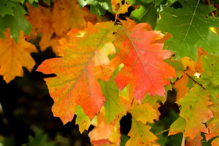 Herfstwandeling in het Mastenbos
