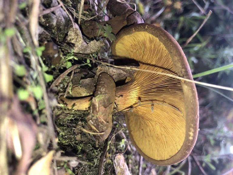 Paddenstoelen spotten in het Wonderwoud (WGOV)