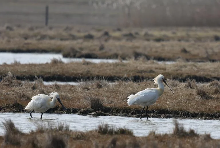 Vogeltocht naar de Uitkerkse Polders