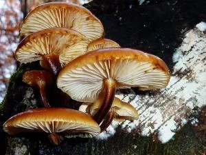 Zondagswandeling: paddenstoelen