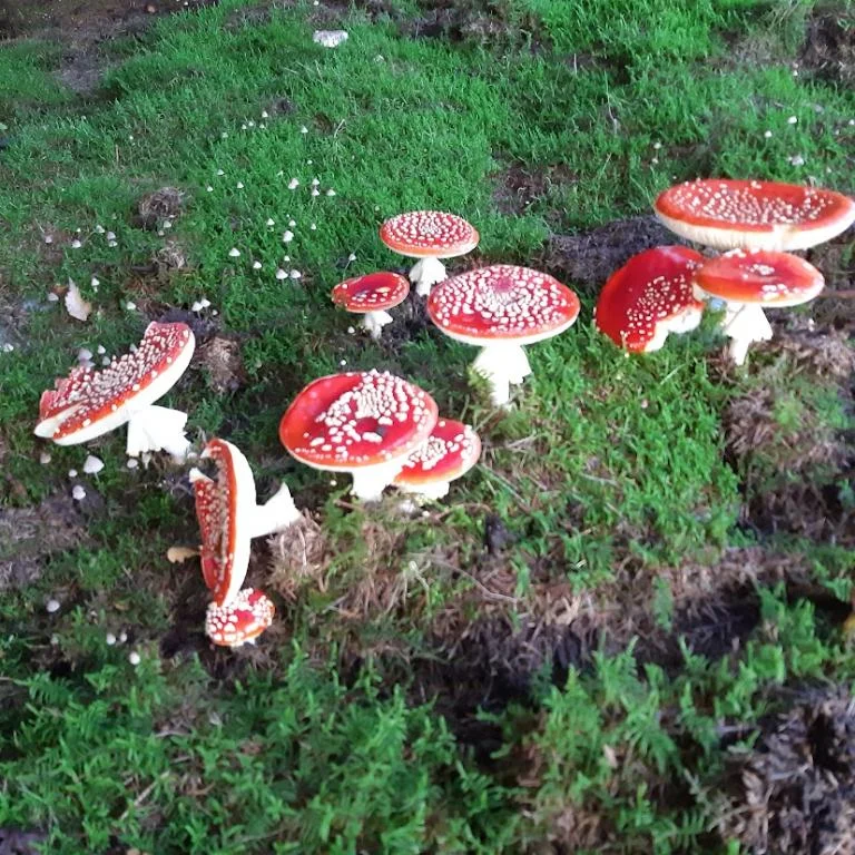 Geleide thema wandeling Vloeiweiden : "Paddestoelen"