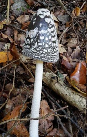 Paddenstoelenwandeling