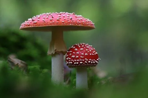 Speuren naar paddenstoelen