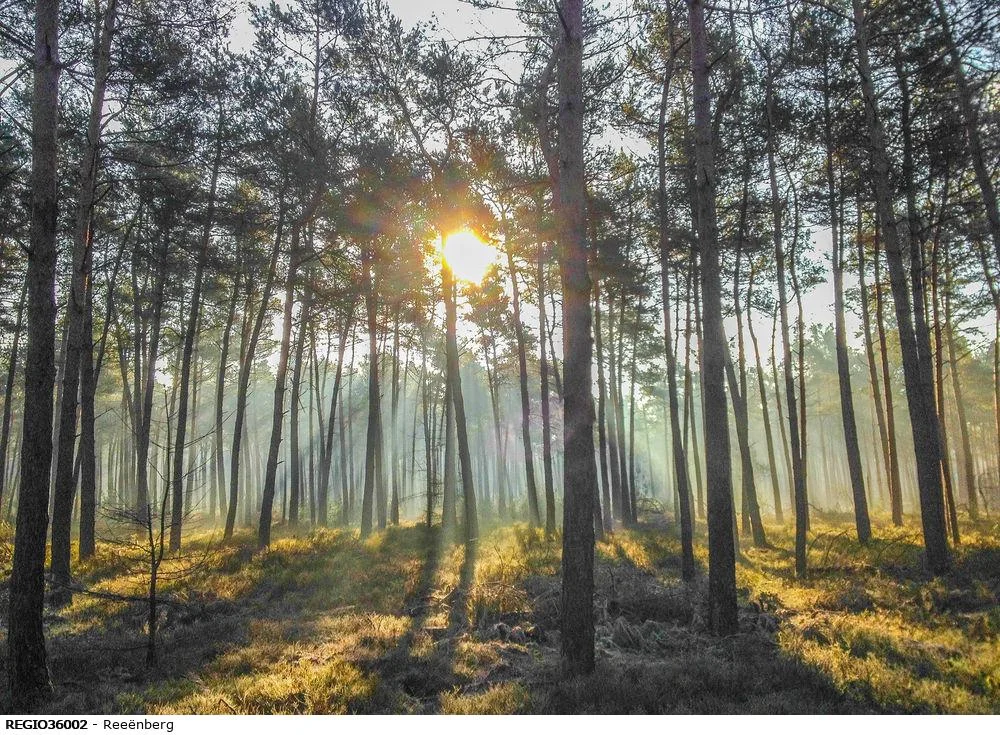 Wandelen met de boswachter op de Veluwe - Reeënberg Loenen