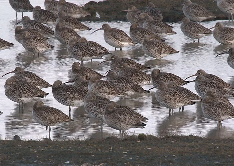 Najaars vogeltrek in natuurgebied Waalenburg - De Marel, Texel..