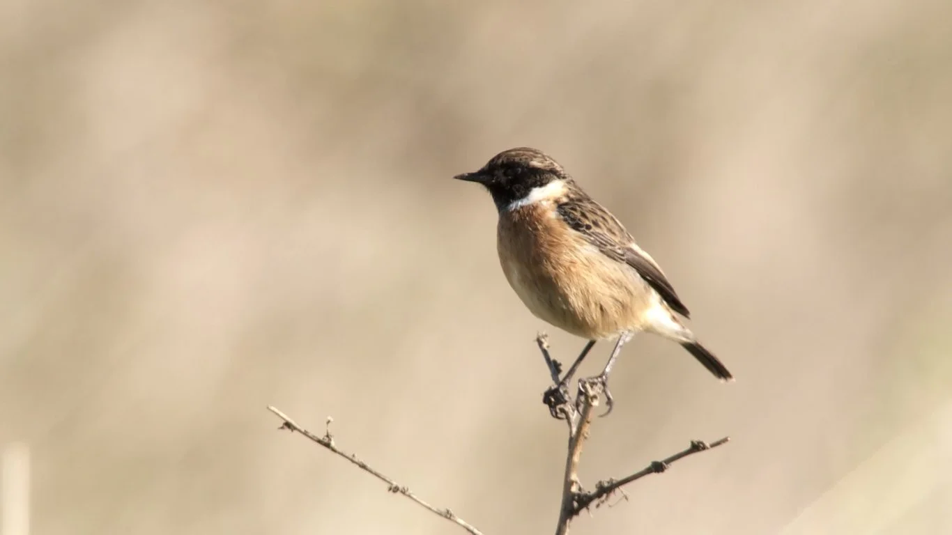 Najaars vogeltrek in natuurgebied Waalenburg - De Marel, Texel!