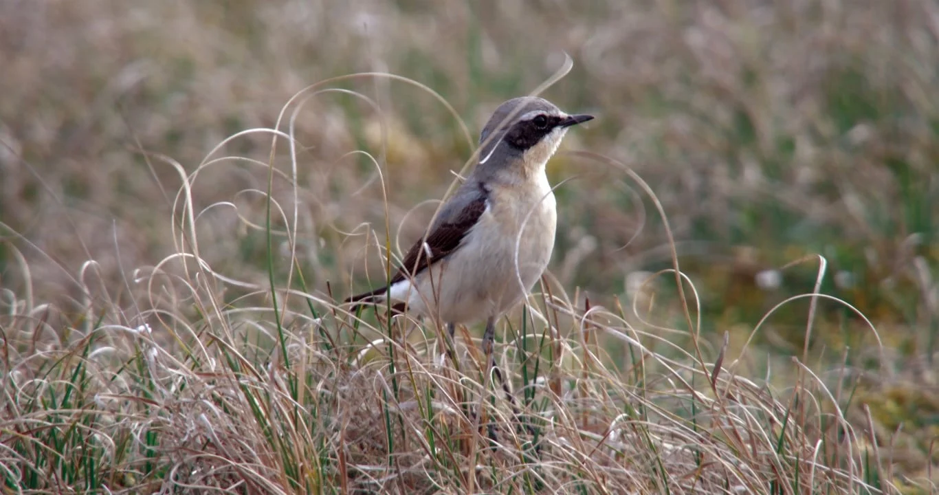 Najaars vogeltrek in natuurgebied Waalenburg - De Marel, Texel