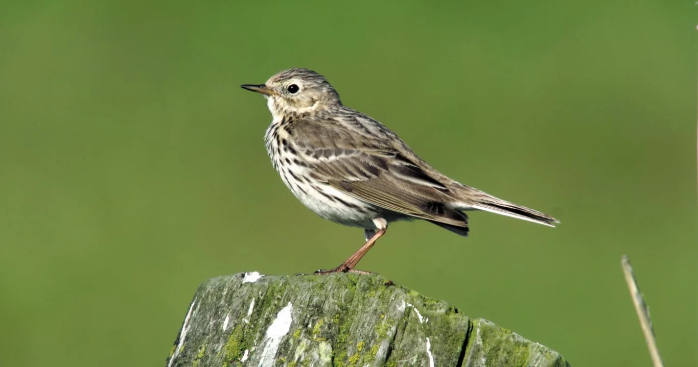 Najaars vogeltrek in natuurgebied Waalenburg - De Marel, Texel.