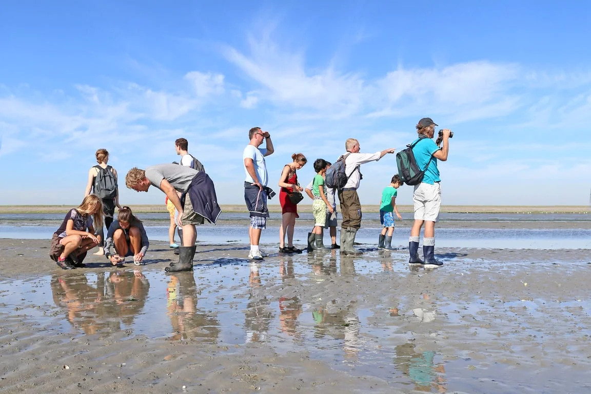 Kwelder, Wad en Lepelaars - De Schorren Texel