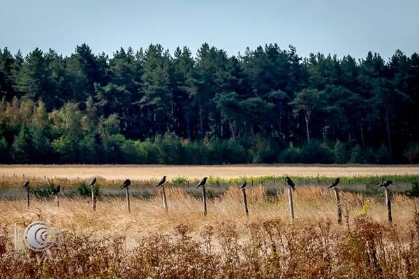 Wandeling doorheen Blekerheide en Riebos