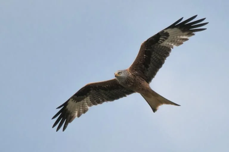 Vogeltrek in Anderlecht