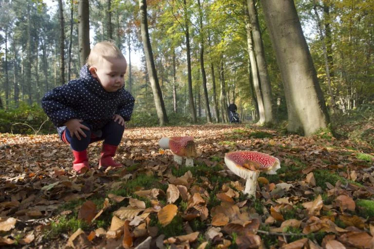 Op zoek naar elfenbankjes en ridderzwammen