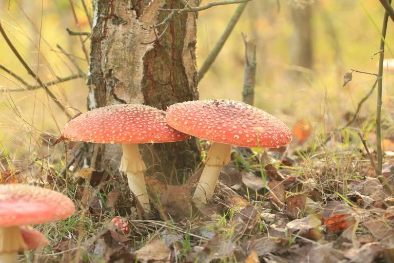 Wandeling in het Kollintenbos