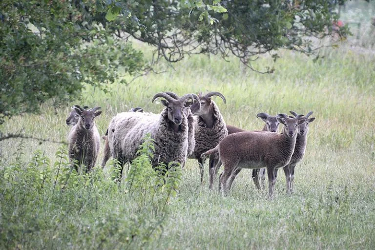 Op stap langs de watermolenvijver nabij Zevenkerken