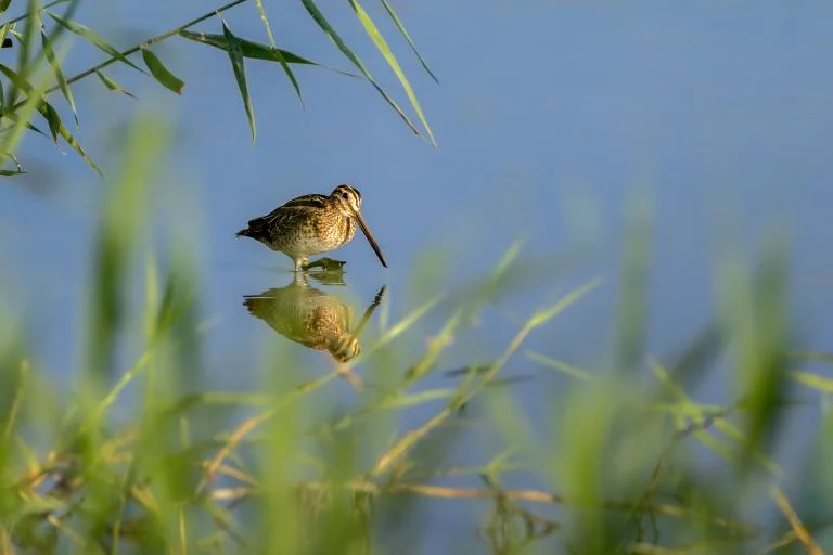 Wandeling in het natuurgebied Het Molsbroek