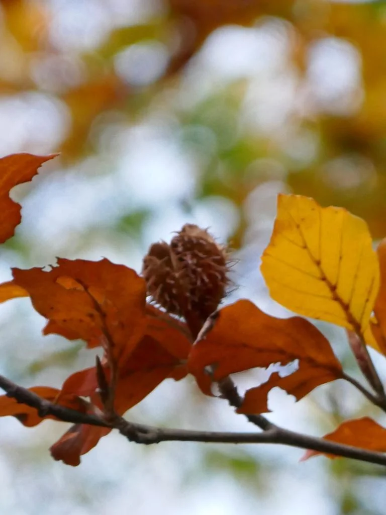 Zondagswandeling: Bessen en noten