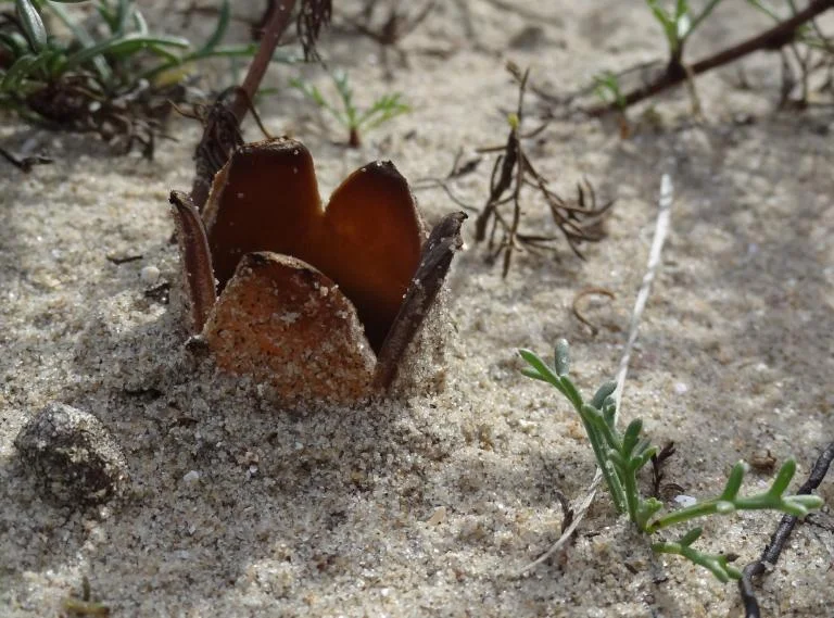 Herfst in de duinen - op zoek naar speciale zwammen